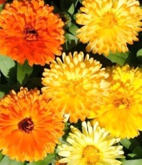 Календула Каблуна махровая, смесь сортов цв.п 0,5гр Аэлита