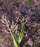 Салат Мизуна - Русалочка Рубиновая цв.п 0,2гр Аэлита