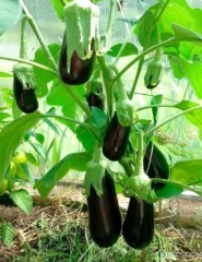 Баклажан Жизель F1 цв.п 35шт НК Русский огород