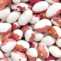 Фасоль Красная Шапочка цв.п 5гр Сибирский Сад