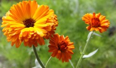 Календула Садовый Лекарь цв.п 0,3гр Аэлита