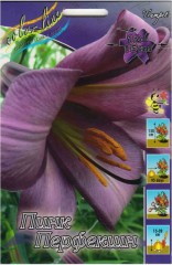 Лилия Пинк Перфекшн трубчатая Colorline