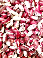 Фасоль Ласточка цв.п 5гр Сибирский Сад