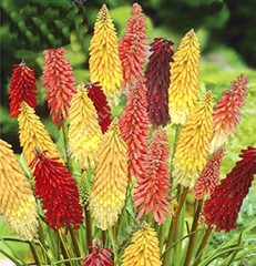 Книфофия Африканский Гость, смесь сортов цв.п 30шт Аэлита