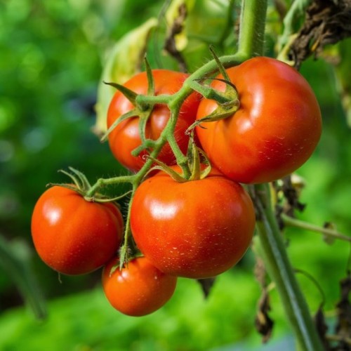 Томат Кулёма цв.п 0.05гр Сортсемовощ