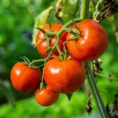 Томат Кулёма цв.п 0.05гр Сортсемовощ