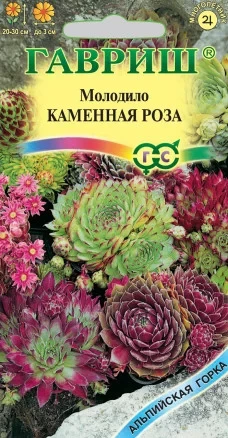 Молодило Каменная Роза цв.п 0,01гр Гавриш