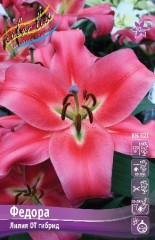 Лилия Федора ОТ гибрид Colorline