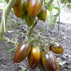 Томат Атомный Виноград Брэда цв.п 10шт Наш Сад