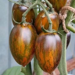 Томат Атомный Виноград Брэда цв.п 10шт Наш Сад