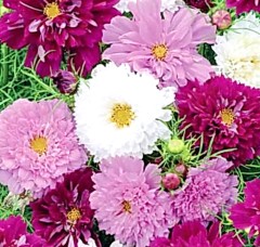 Космея Клик махровая, смесь сортов цв.п 0.1гр Аэлита