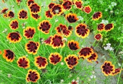 Космидиум Брюнет цв.п 0.1гр Аэлита