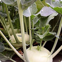 Капуста кольраби Едер p3  F1 цв.п 12шт Сады России