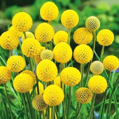 Краспедия Золотые Шары цв.п 0,05гр Аэлита