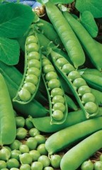 Горох Сахарный-2 цв.п 15гр Уральский Дачник