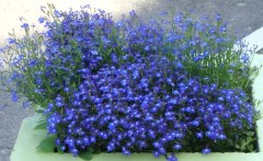 Лобелия Голубая Вспышка цв.п 0,05гр Аэлита