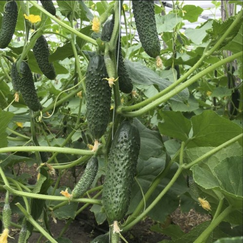 Огурец Бьерн F1 цв.п 6шт Семко