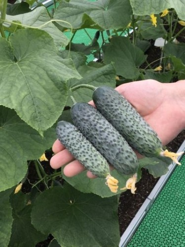 Огурец Бьерн F1 цв.п 6шт Семко