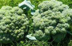 Капуста брокколи Цезарь F1 цв.п 0,3гр СеДек