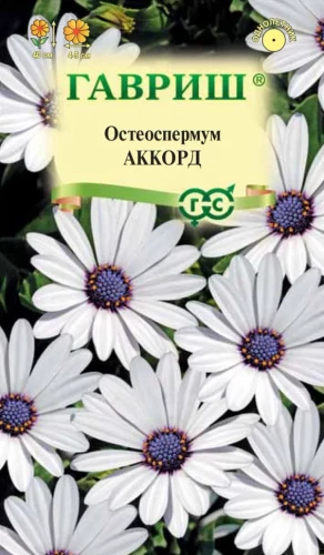 Остеоспермум Аккорд цв.п 0,1гр Гавриш