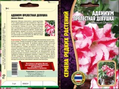 Адениум Прелестная Девушка цв.п 3шт ИП Григорьев