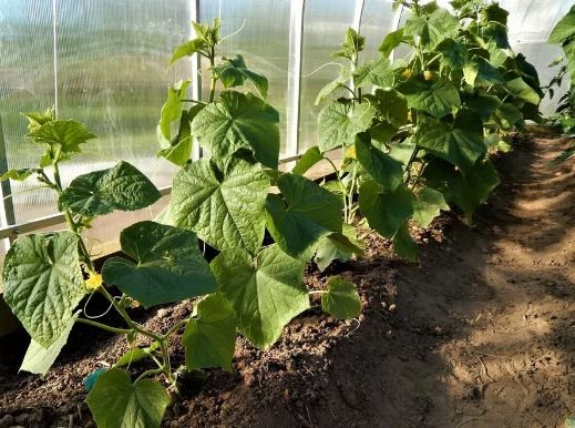 Огурец Директор F1 цв.п 5шт Поиск