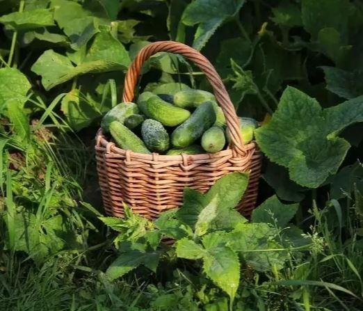 Огурец Директор F1 цв.п 5шт Поиск