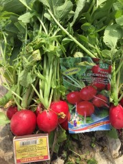 Редис 16 дневный цв.п 2гр Уральский Дачник