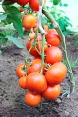 Томат Покоритель Севера F1 цв.п 0,05гр Премиум Сидс