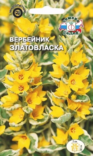 Вербейник Златовласка (точечный) цв.п 0,34гр Седек