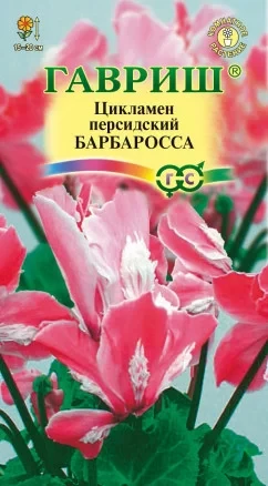 Цикламен персидский Барбаросса цв.п 3шт Гавриш