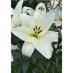 Лилия Волвик ТА-гибрид Colorline