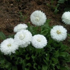 Маргаритка Белый Шар цв.п 0,05гр НК Русский Огород