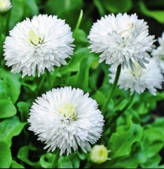 Маргаритка Белый Шар цв.п 0,05гр НК Русский Огород