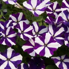 Петуния Тритуния F1 - Синяя Звезда цв.п 7шт Аэлита