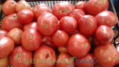 Томат Гигант Подмосковья цв.п 10шт Медведев