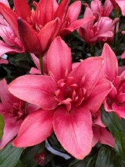 Лилия Джаст Киддинг ЛА-гибрид Colorline