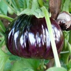 Баклажан Бычье сердце F1 цв.п 0.2гр СеДек