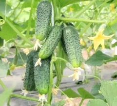 Огурец Кураж F1 цв.п 10шт Гавриш