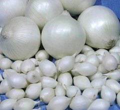 Лук севок Стардаст Голландия (цена за грамм)