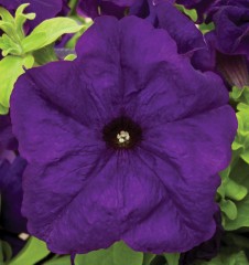 Петуния Тритуния F1 - Синяя цв.п 7шт Аэлита