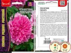 Роза кустовая  Роксбурга цв.п 10шт ИП Григорьев