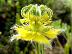 Нигелла Трансформер цв.п 40шт Сортсемовощ