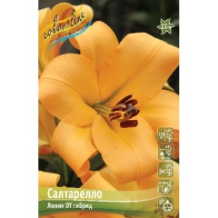 Лилия Салтарелло ОТ гибрид Colorline