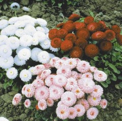 Маргаритка Конфетти смесь цв.п 0,1гр НК Русский Огород