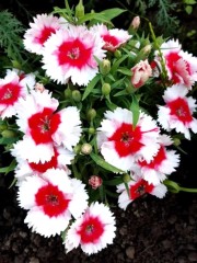 Гвоздика Травянка Очаровательные Глазки цв.п 0,1гр СеДек