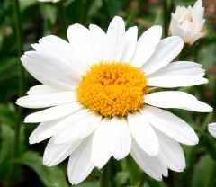 Нивяник Аляска цв.п 0,5гр Аэлита