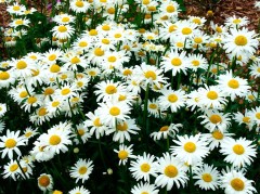 Нивяник Аляска цв.п 0,5гр Аэлита