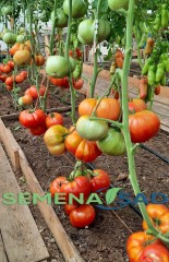 Томат Минусинский Лев цв.п 10шт Медведев