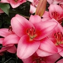 Лилия Сентоза ТА-гибрид Colorline